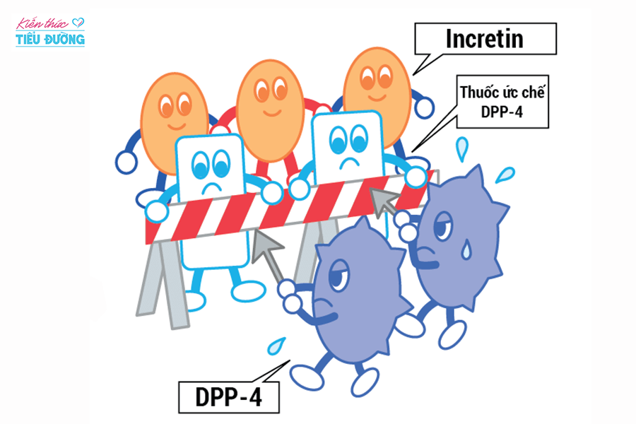 Điều trị bệnh tiểu đường- thuốc liên quan đến incretin 2