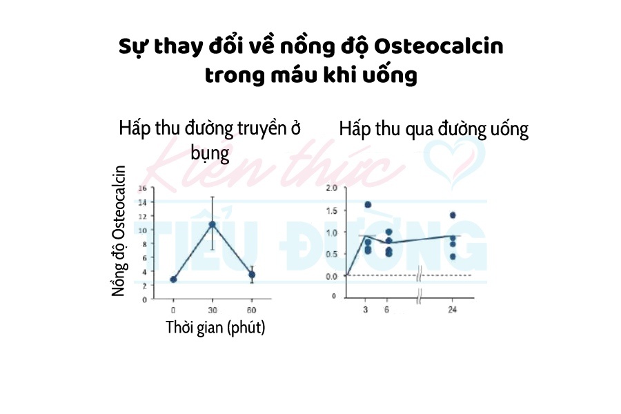 Phát hiện Osteocalcin - loại protein sinh ra từ xương giúp giảm lượng đường trong máu 1