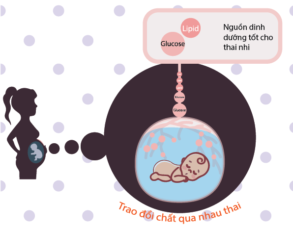 Đặc trưng cơ bản của chuyển hóa glucose tác động đến cân nặng của mẹ và bé 1
