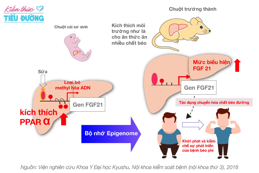 Mối quan hệ giữa chế độ dinh dưỡng thời kỳ sơ sinh và bệnh béo phì, tiểu đường tuýp 2 1
